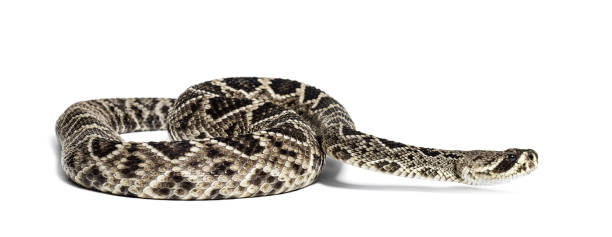 istock Crotalus atrox, western diamondback rattlesnake or Texas diamond-back, venomous snake against white background 1154938537