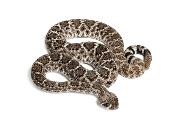istock Crotalus atrox, western diamondback rattlesnake or Texas diamond-back, venomous snake looking at camera against white background 1154938600