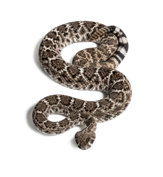 istock Crotalus atrox, western diamondback rattlesnake or Texas diamond-back, venomous snake looking at camera against white background 1154938605