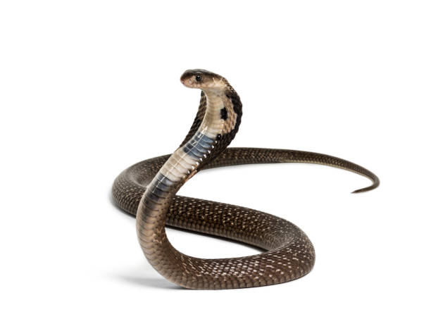 cobra rey, ophiofagus hannah, serpiente venenosa contra fondo blanco contra fondo blanco - cobra rey fotografías e imágenes de stock