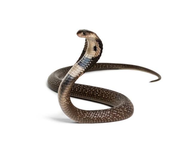 King cobra, Ophiophagus hannah, venomous snake against white background against white background King cobra, Ophiophagus hannah, venomous snake against white background against white background ophiophagus hannah stock pictures, royalty-free photos & images