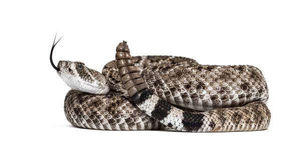 istock Crotalus atrox, western diamondback rattlesnake or Texas diamond-back, venomous snake against white background 1154938644