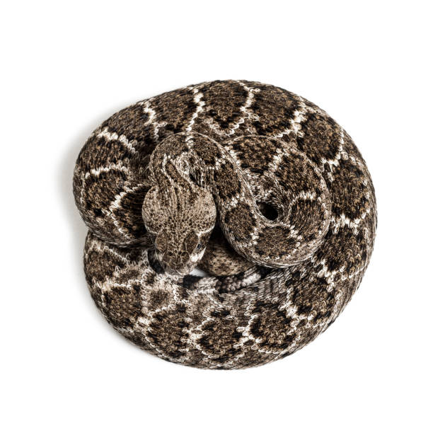 istock Crotalus atrox, western diamondback rattlesnake or Texas diamond-back, venomous snake against white background 1154938676