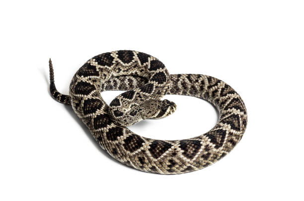 istock Crotalus atrox, western diamondback rattlesnake or Texas diamond-back, venomous snake against white background 1154938678