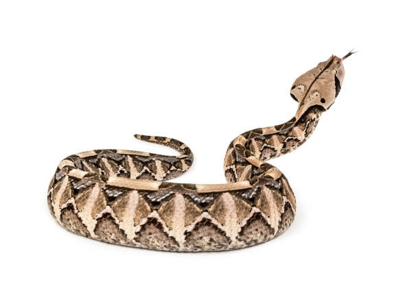 istock Bitis gabonica, Gaboon viper , Bitis gabonica, is a viper species, venomous against white background 1154938707