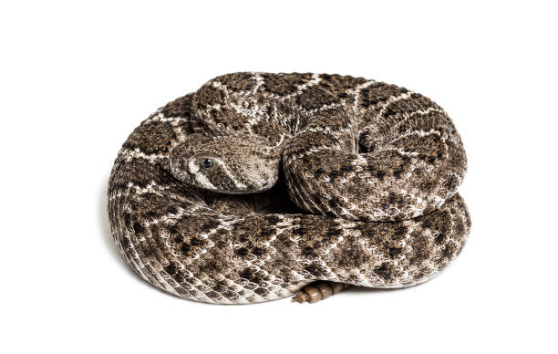 istock Crotalus atrox, western diamondback rattlesnake or Texas diamond-back, venomous snake looking at camera against white background 1154938720