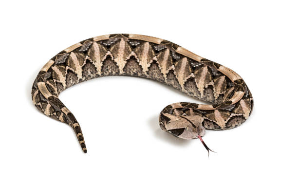 istock Bitis gabonica, Gaboon viper , Bitis gabonica, is a viper species, venomous looking at camera against white background 1154938733
