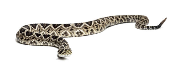 istock Crotalus atrox, western diamondback rattlesnake or Texas diamond-back, venomous snake looking at camera against white background 1154938771