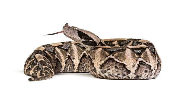 istock Bitis gabonica, Gaboon viper , Bitis gabonica, is a viper species, venomous against white background 1154938806