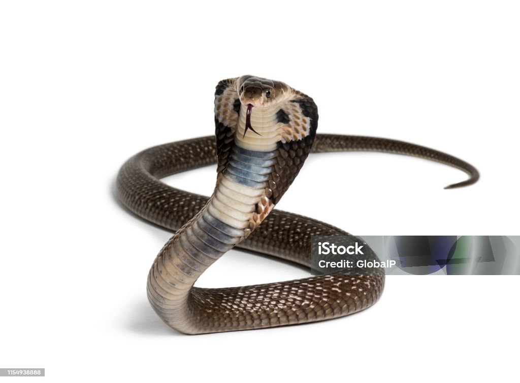 Cobra rey, Ophiofagus Hannah, serpiente venenosa contra fondo blanco mirando a la cámara contra el fondo blanco - Foto de stock de Cobra rey libre de derechos