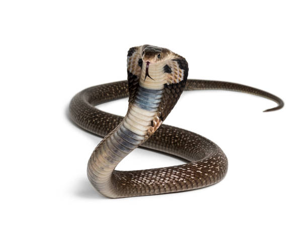cobra rey, ophiofagus hannah, serpiente venenosa contra fondo blanco mirando a la cámara contra el fondo blanco - cobra rey fotografías e imágenes de stock