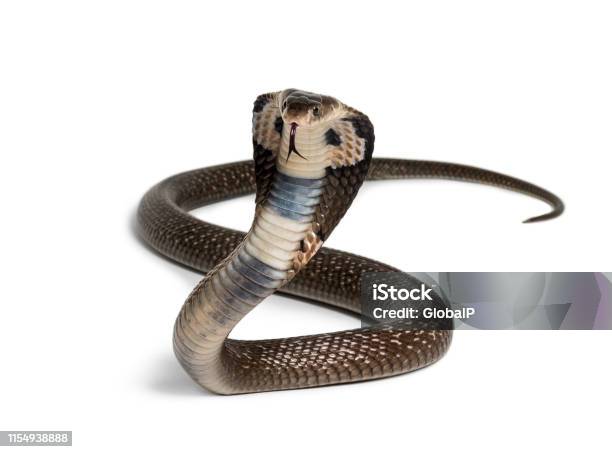 Cobra Rey Ophiofagus Hannah Serpiente Venenosa Contra Fondo Blanco Mirando A La Cámara Contra El Fondo Blanco Foto de stock y más banco de imágenes de Cobra rey
