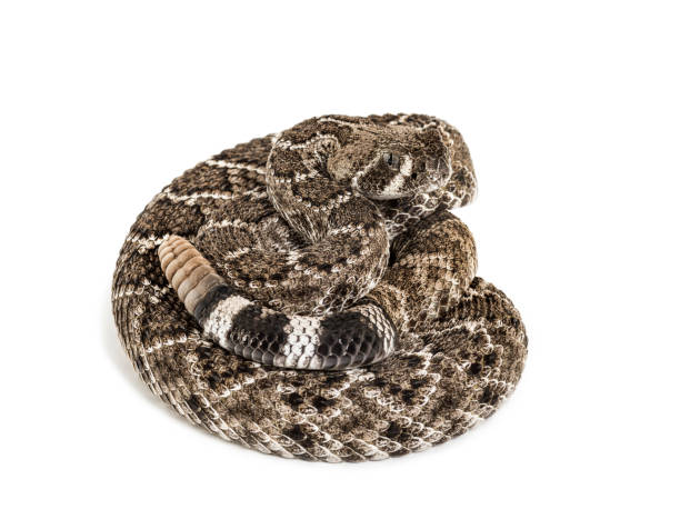 istock Crotalus atrox, western diamondback rattlesnake or Texas diamond-back, venomous snake against white background 1154938928