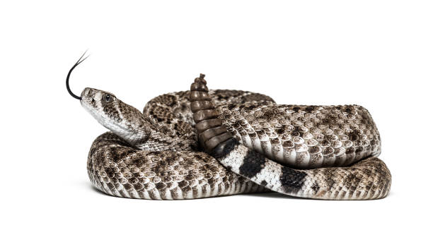 istock Crotalus atrox, western diamondback rattlesnake or Texas diamond-back, venomous snake against white background 1154938937