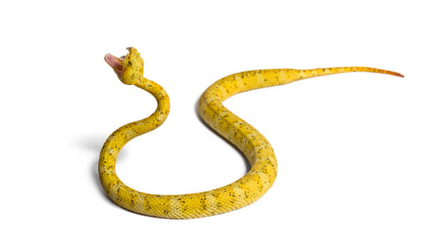 istock Bothriechis schlegelii, Bothriechis schlegelii, the eyelash viper, is a venomous pit viper against white background 1154939060