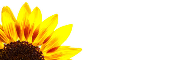 istock Sunflower close up isolated on white panoramic background 1154939274