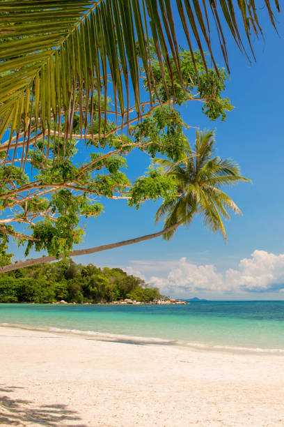 istock Tropical beach landscape with a leaning palm tree 1154939369