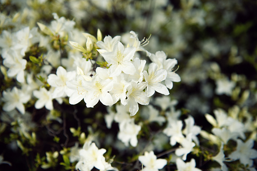 Flowers And Aromatic Plants In A Botanical Garden: A Bush Of White Azalea, Rhododendron