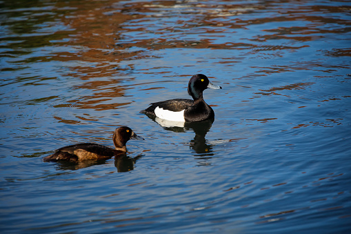 This pair of tufted ducks (Aythya fuligula) are swimming in water that reflects a blue spring sky. Tufted ducks of both sexes have steel blue bills and yellow eyes. The colour differences are clear from the photograph. Such sexual dimorphism is common in ducks.
