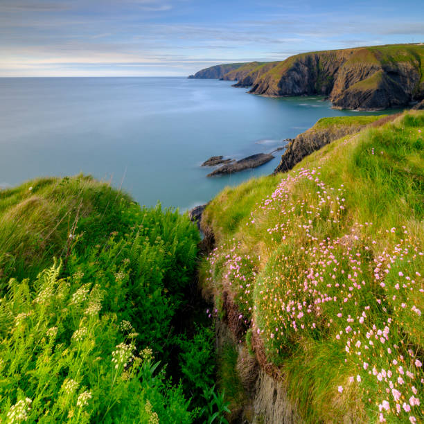 Ceibwr Bay, UK - May 22, 2019:  Spring evening light on the coastal path and Sea Pinks in Ceibwr Bay, Pemroke, Wales, UK