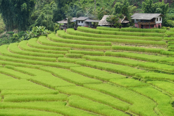 istock The beautiful landscape of rice fields 1154940628