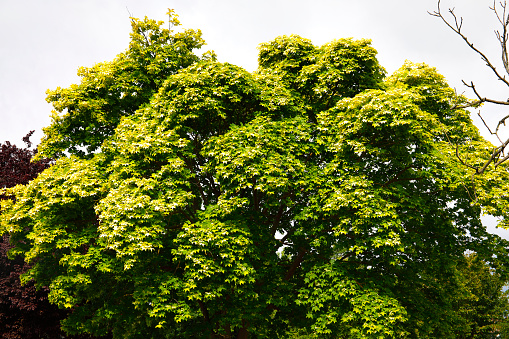 Cappadocian maple tree (Acer cappadocicum) in late spring, when the flowers are developing into flying seeds. The green leaves are starting to turn to their autumn colour of yellow.