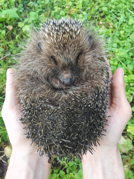 istock Hedgehog is a ball in hand 1154942229