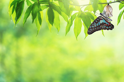 Amazing moment about butterfly change form chrysalis.