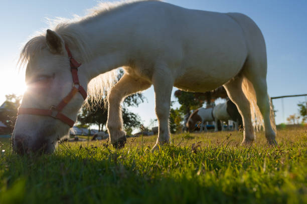 Lovely dwarf horse on green pasture in the farm chaing mai, thailand.