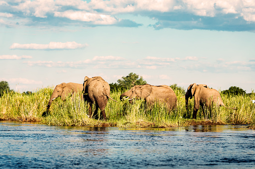 Africa, Wildlife, Nature - Wild Elephants roaming in open around Zambezi River