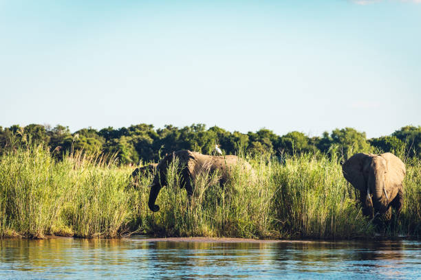 grazing at the Zambezi River