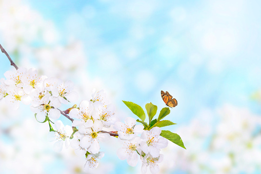 Butterfly on a branch of white spring blossom over blue sunny bokeh background close-up.