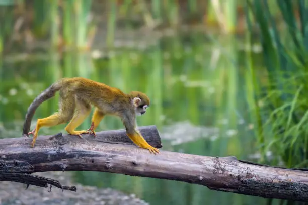 Common squirrel monkey, also called Saimiri sciureus, walking on a tree branch above water