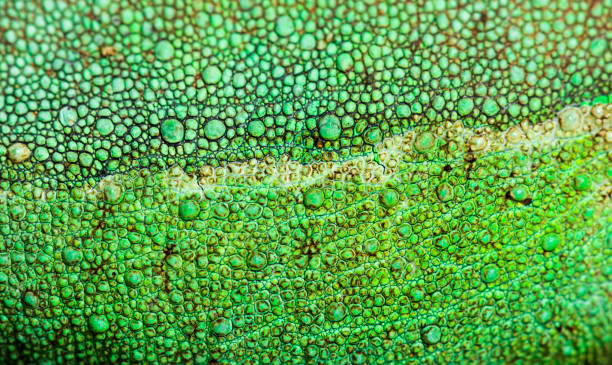Jackson's horned chameleon, Trioceros jacksonii, in close up
