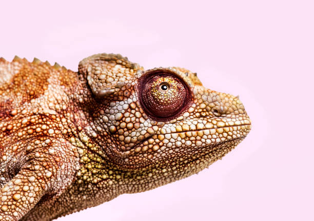 istock Panther chameleon, Furcifer pardalis, in close up against white background 1154943985