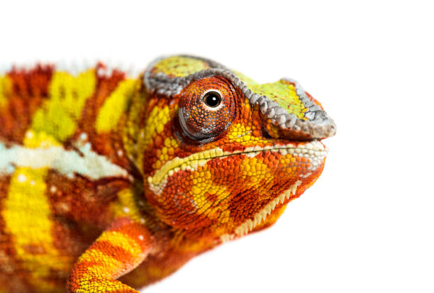 istock panther chameleon - Furcifer pardalis 1154944027