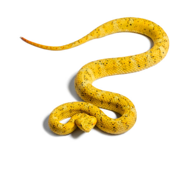 istock Bothriechis schlegelii, Bothriechis schlegelii, the eyelash viper, is a venomous pit viper against white background 1154944083