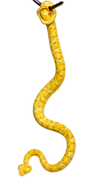 istock Bothriechis schlegelii, Bothriechis schlegelii, the eyelash viper, is a venomous pit viper against white background 1154944088