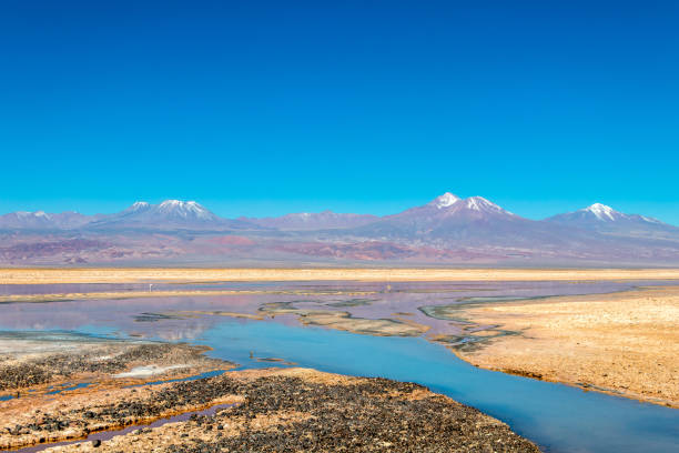 la laguna di chaxa: parte della riserva nazionale di los flamencos, posta nel mezzo del salar de atacama, cile - panoramic nature atacama region south america foto e immagini stock