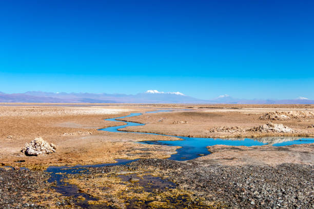 la laguna di chaxa: parte della riserva nazionale di los flamencos, posta nel mezzo del salar de atacama, cile - panoramic nature atacama region south america foto e immagini stock