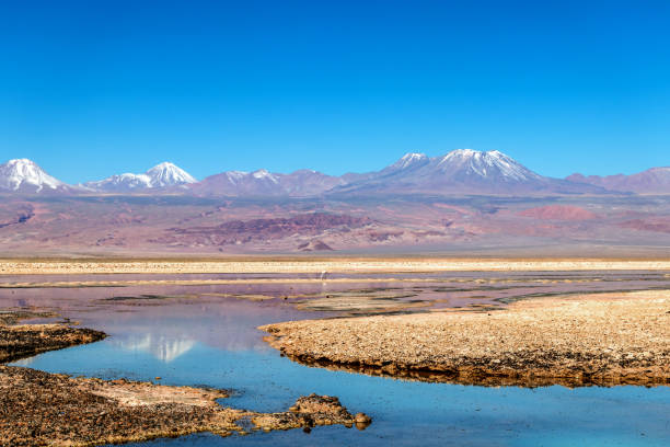 la laguna di chaxa: parte della riserva nazionale di los flamencos, posta nel mezzo del salar de atacama, cile - panoramic nature atacama region south america foto e immagini stock