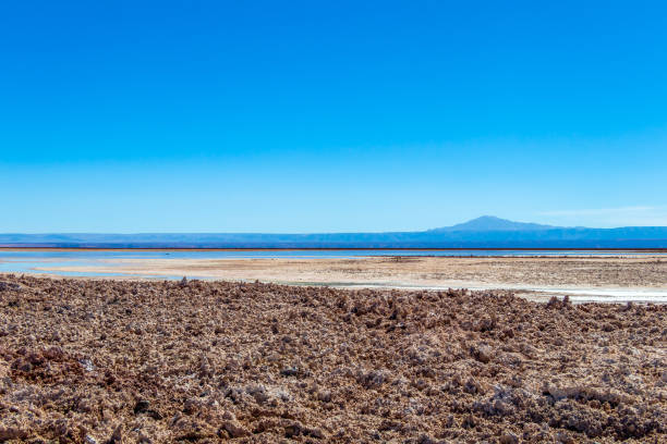 la laguna di chaxa: parte della riserva nazionale di los flamencos, posta nel mezzo del salar de atacama, cile - panoramic nature atacama region south america foto e immagini stock