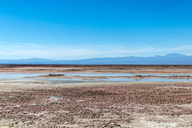 la laguna di chaxa: parte della riserva nazionale di los flamencos, posta nel mezzo del salar de atacama, cile - panoramic nature atacama region south america foto e immagini stock