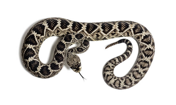 istock Crotalus atrox, western diamondback rattlesnake or Texas diamond-back, venomous snake against white background 1154944202