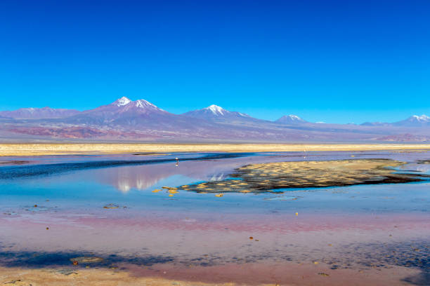 la laguna di chaxa: parte della riserva nazionale di los flamencos, posta nel mezzo del salar de atacama, cile - panoramic nature atacama region south america foto e immagini stock