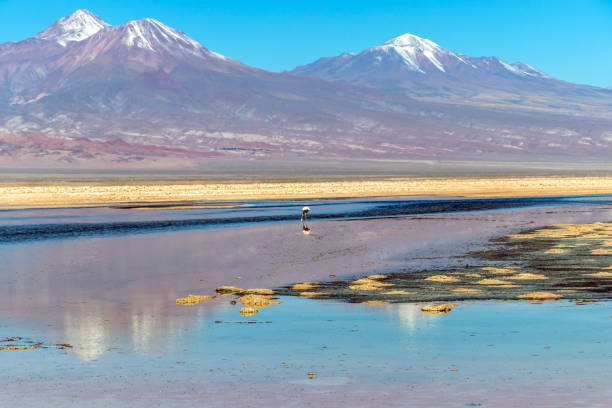 la laguna di chaxa: parte della riserva nazionale di los flamencos, posta nel mezzo del salar de atacama, cile - panoramic nature atacama region south america foto e immagini stock