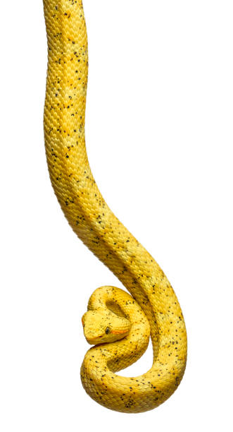istock Bothriechis schlegelii, Bothriechis schlegelii, the eyelash viper, is a venomous pit viper against white background 1154944238