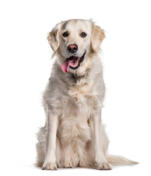 istock Golden Retriever sitting against white background 1154944248
