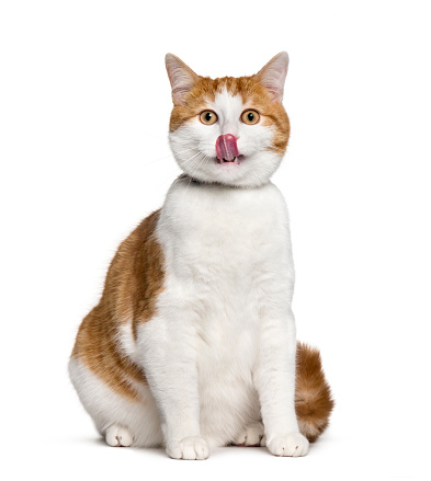 Mixed-breed cat sitting against white background