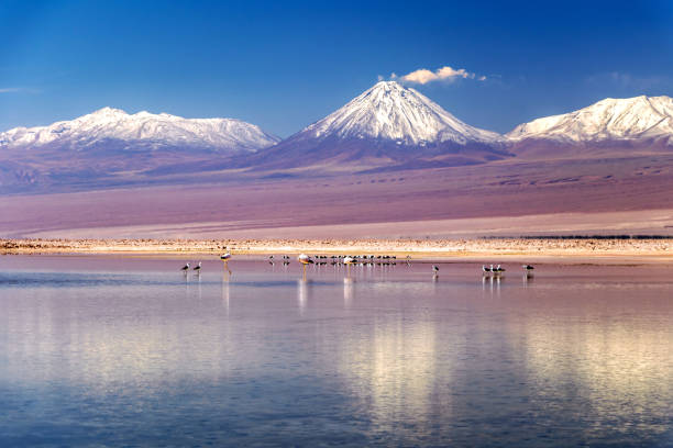 The Chaxa Lagoon : part of the Los Flamencos National Reserve, placed in the middle of the Salar de Atacama, Chile Beautiful landscape of the Chaxa Lake (Laguna Chaxa) with reflection of surroundings and blue sky in Salar of Atacama, Chile george floyd protests stock pictures, royalty-free photos & images